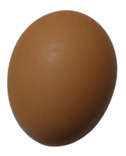 Telur Ayam Negeri